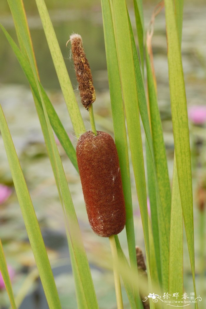 水烛Typha angustifolia