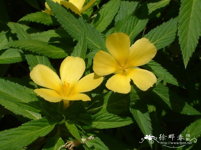 黄时钟花Turnera ulmifolia 黄时钟花Turnera ulmifolia