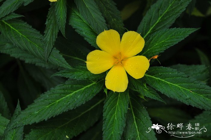 黄时钟花Turnera ulmifolia 黄时钟花Turnera ulmifolia