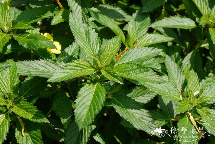 黄时钟花Turnera ulmifolia 黄时钟花Turnera ulmifolia