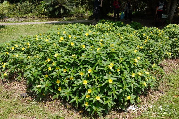 黄时钟花Turnera ulmifolia 黄时钟花Turnera ulmifolia