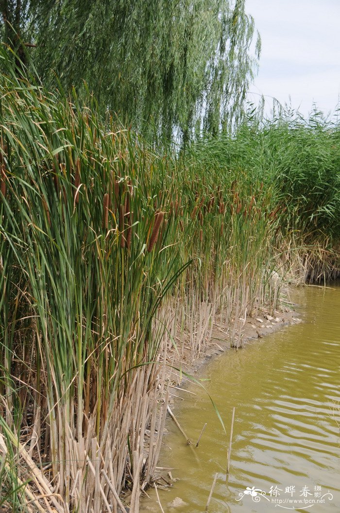 水烛Typha angustifolia