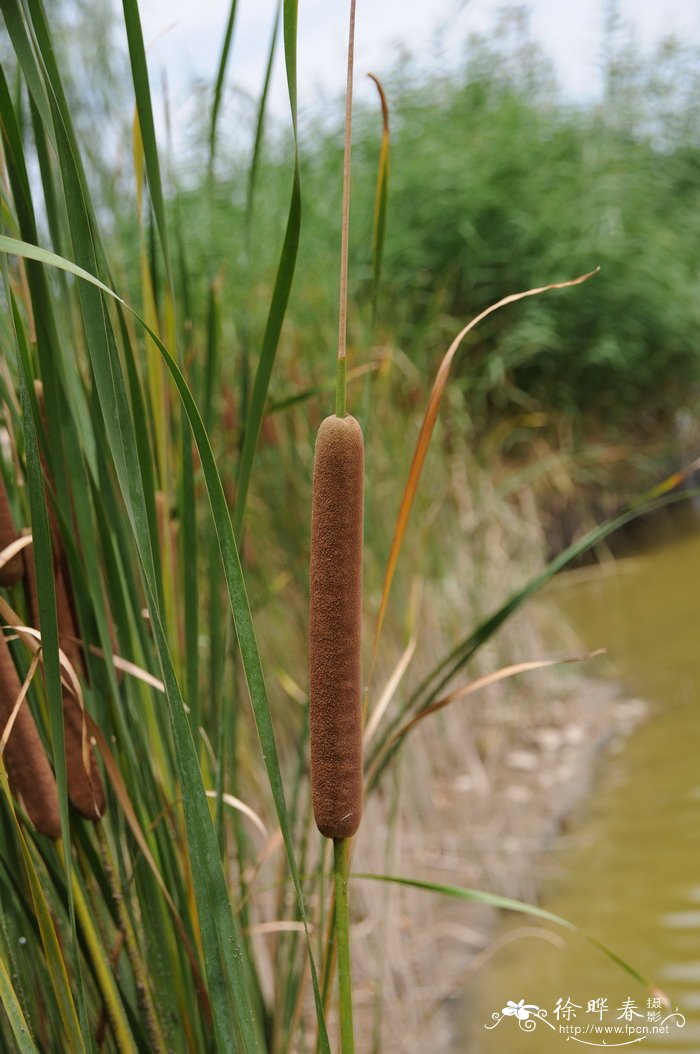 水烛Typha angustifolia