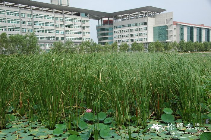 香蒲Typha orientalis 香蒲Typha orientalis