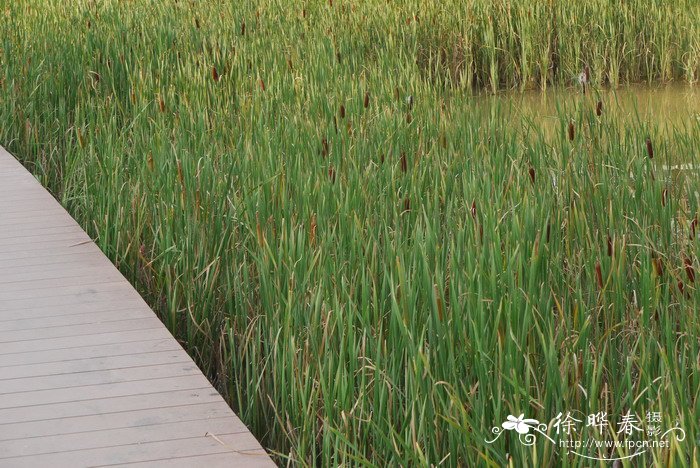香蒲Typha orientalis 香蒲Typha orientalis