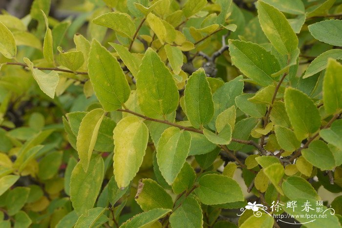 朴树Celtis sinensis 朴树Celtis sinensis
