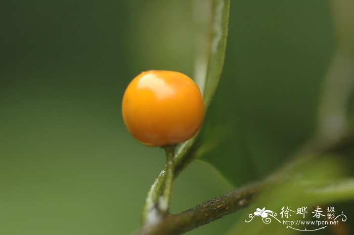 朴树Celtis sinensis