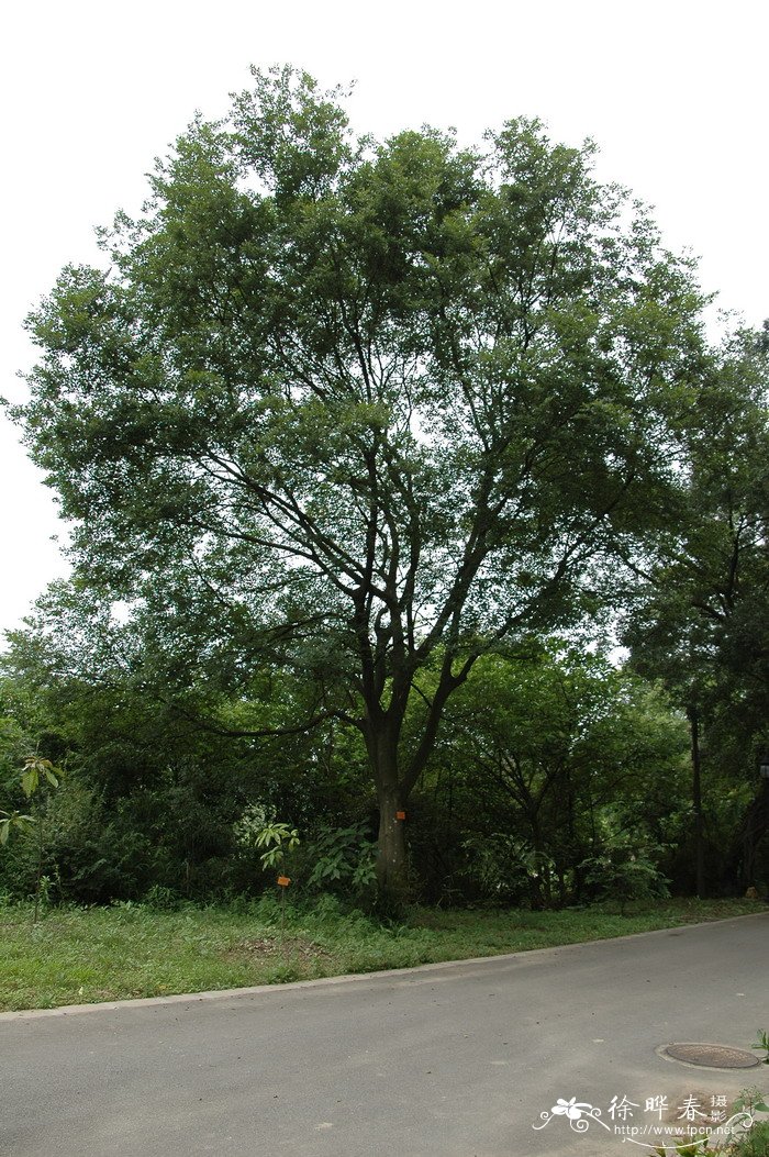 朴树Celtis sinensis