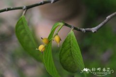 白颜树Gironniera subaequalis