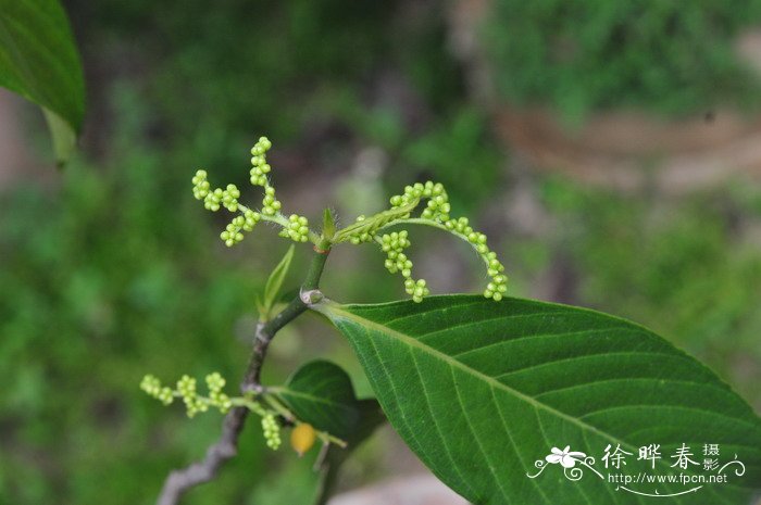 白颜树Gironniera subaequalis 白颜树Gironniera subaequalis