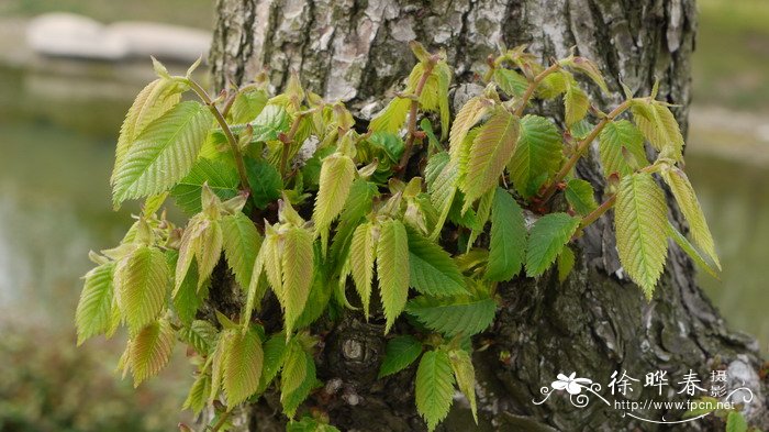 琅琊榆Ulmus chenmoui 琅琊榆Ulmus chenmoui