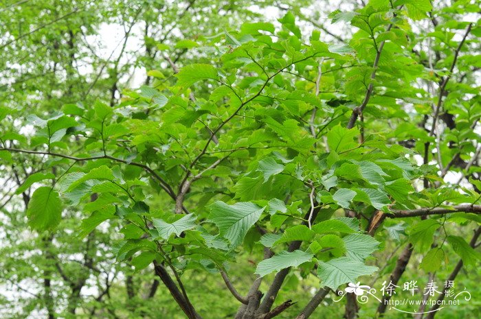 裂叶榆Ulmus laciniata 裂叶榆Ulmus laciniata
