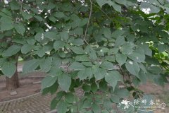 脱皮榆Ulmus lamellosa