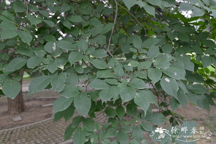 脱皮榆Ulmus lamellosa 脱皮榆Ulmus lamellosa