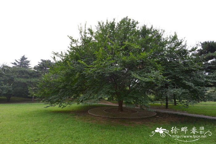 脱皮榆Ulmus lamellosa 脱皮榆Ulmus lamellosa