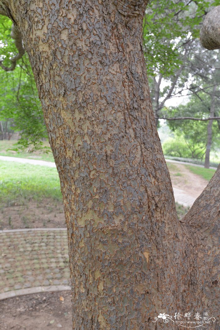 脱皮榆Ulmus lamellosa 脱皮榆Ulmus lamellosa