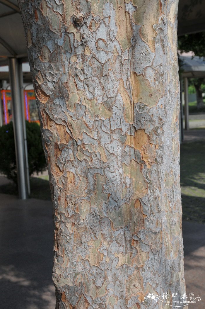 榔榆Ulmus parvifolia 榔榆Ulmus parvifolia