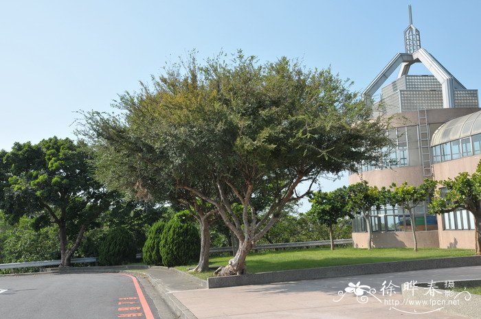 榔榆Ulmus parvifolia 榔榆Ulmus parvifolia