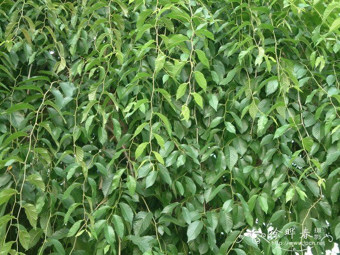 垂榆Ulmus pumila ‘Pendula’ 垂榆Ulmus pumila ‘Pendula’