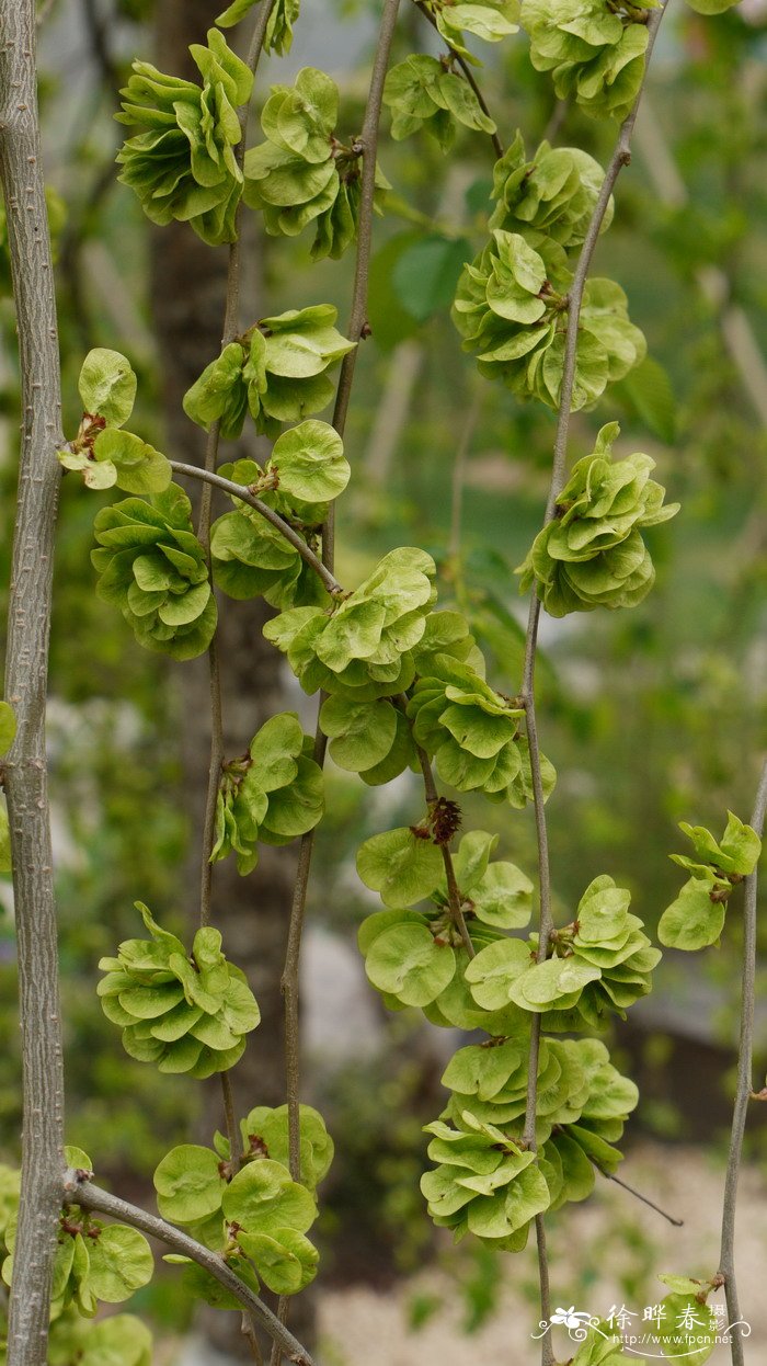 垂榆Ulmus pumila ‘Pendula’ 垂榆Ulmus pumila ‘Pendula’