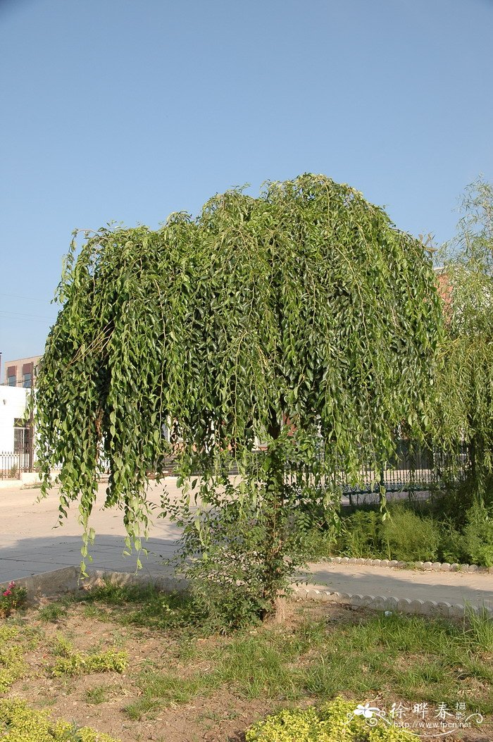垂榆Ulmus pumila ‘Pendula’ 垂榆Ulmus pumila ‘Pendula’