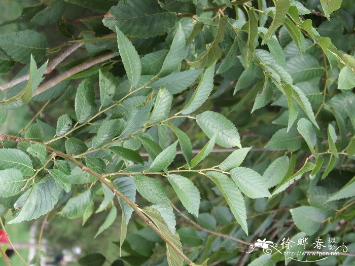 榆树Ulmus pumila 榆树Ulmus pumila