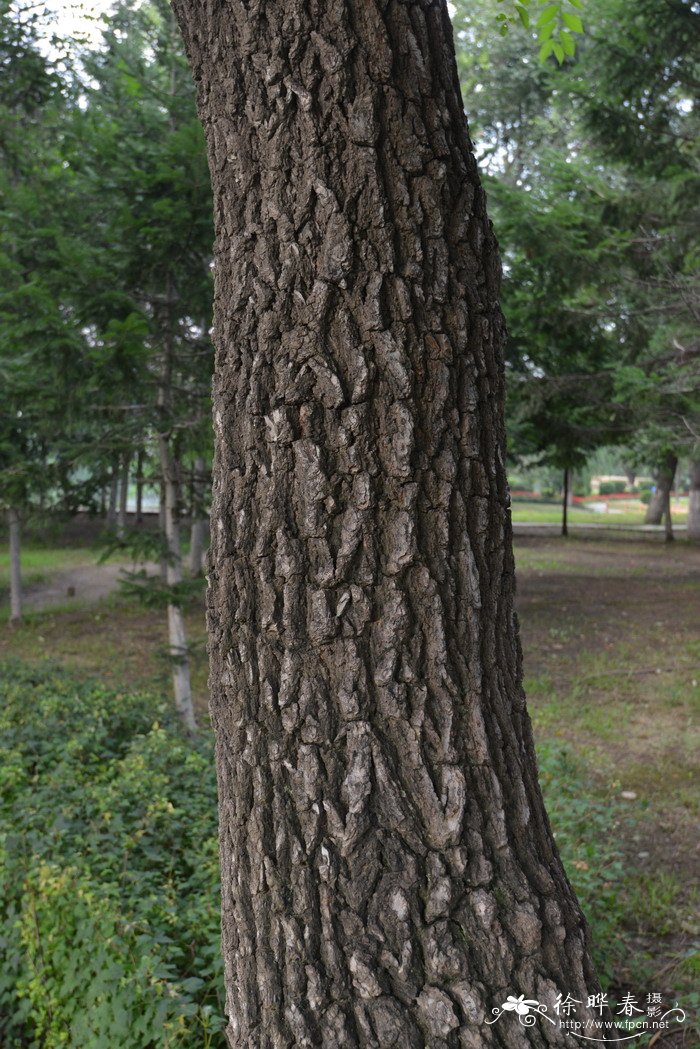 榆树Ulmus pumila