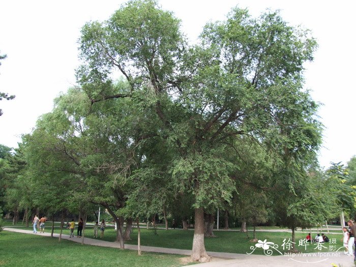榆树Ulmus pumila 榆树Ulmus pumila