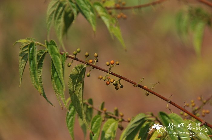 山黄麻Trema tomentosa