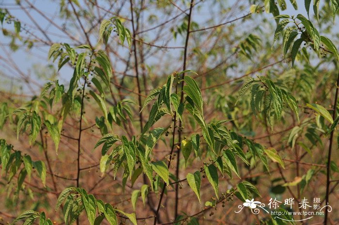 山黄麻Trema tomentosa