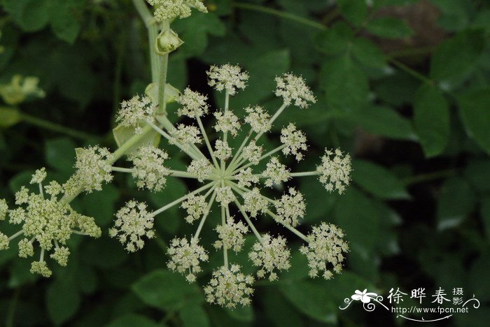 当归Angelica sinensis 当归Angelica sinensis