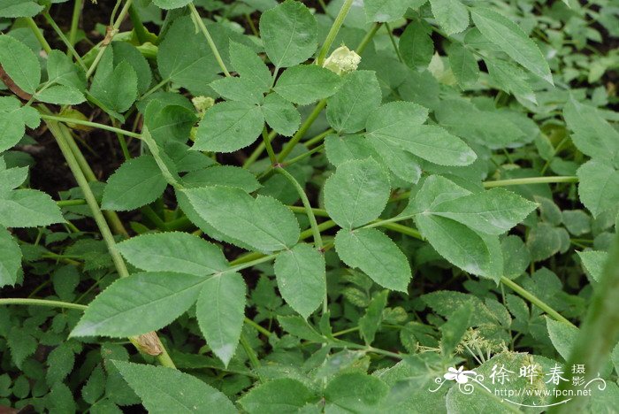 当归Angelica sinensis 当归Angelica sinensis