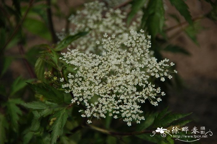 东当归Angelica acutiloba