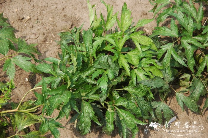 东当归Angelica acutiloba 东当归Angelica acutiloba