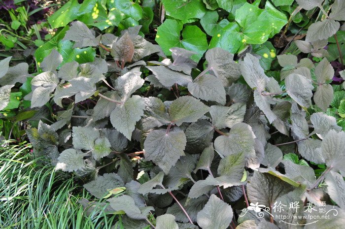 紫叶鸭儿芹Cryptotaeniajaponica ‘Atropurpurea’ 紫叶鸭儿芹Cryptotaeniajaponica ‘Atropurpurea’