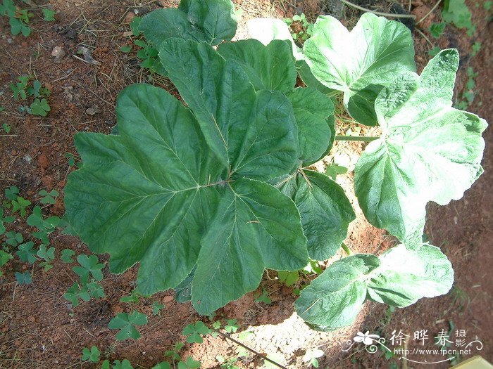白云花根Heracleum rapula 白云花根Heracleum rapula