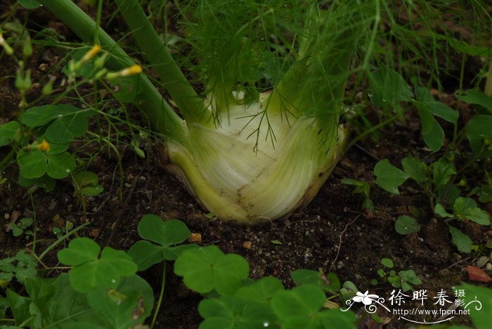 球茎茴香Foeniculum vulgare var. dulce 球茎茴香Foeniculum vulgare var. dulce