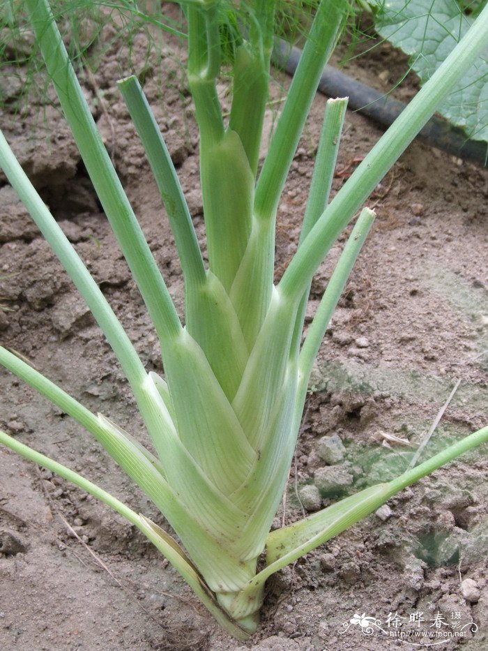 球茎茴香Foeniculum vulgare var. dulce 球茎茴香Foeniculum vulgare var. dulce
