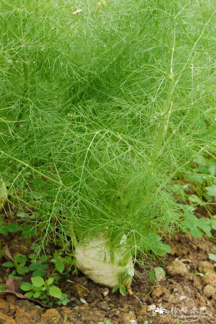 球茎茴香Foeniculum vulgare var. dulce