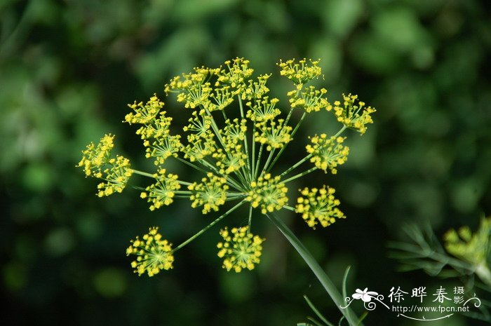 茴香Foeniculum vulgare