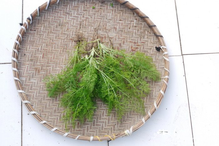 茴香Foeniculum vulgare 茴香Foeniculum vulgare