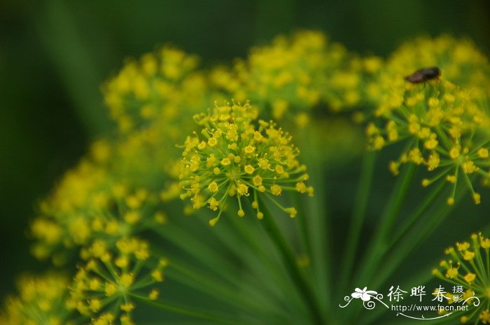 茴香Foeniculum vulgare