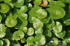 铜钱草Hydrocotyle vulgaris