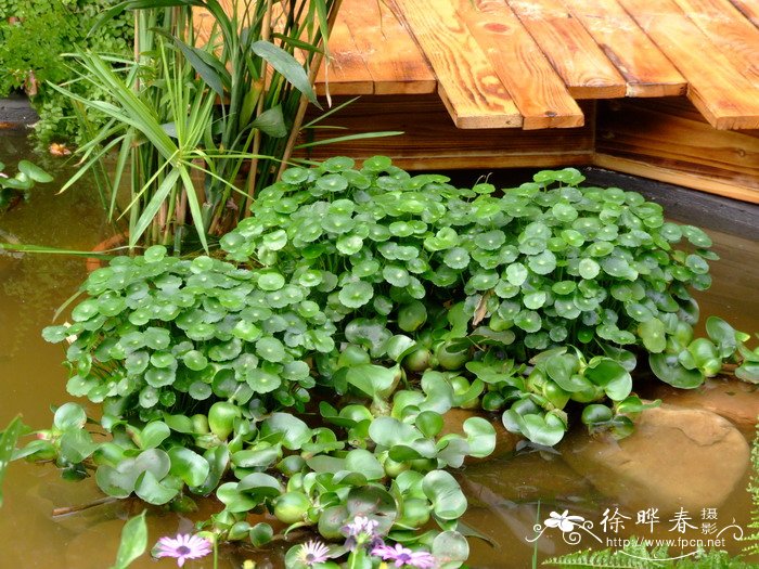 铜钱草Hydrocotyle vulgaris