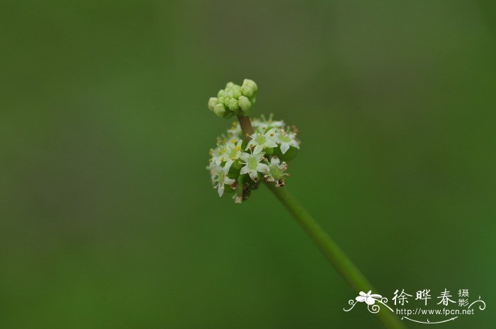 铜钱草Hydrocotyle vulgaris