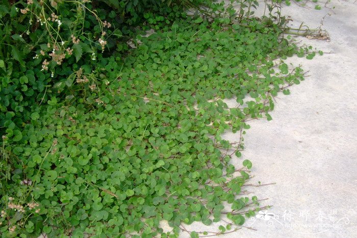 积雪草centella asiatica