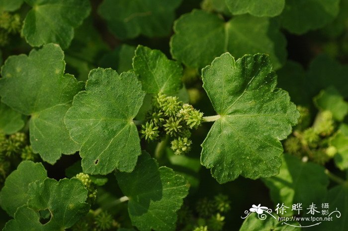 红马蹄草Hydrocotyle nepalensis