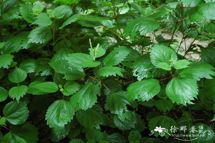 大叶苎麻Boehmeria japonica 大叶苎麻Boehmeria japonica