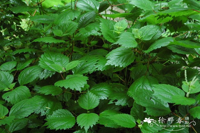 大叶苎麻Boehmeria japonica