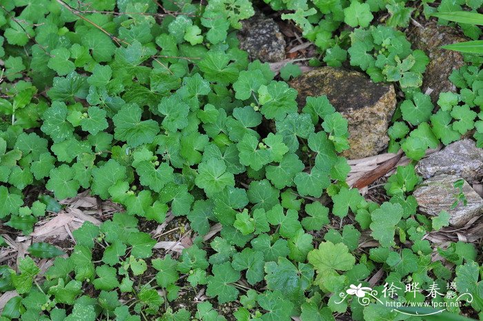 红马蹄草Hydrocotyle nepalensis